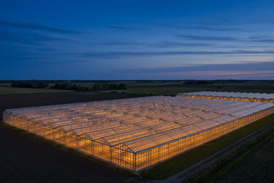 Commercial greenhouse complex lit up at dusk